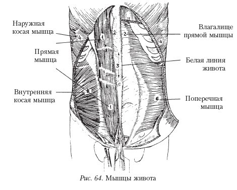 Самоучитель массажа. _64.jpg