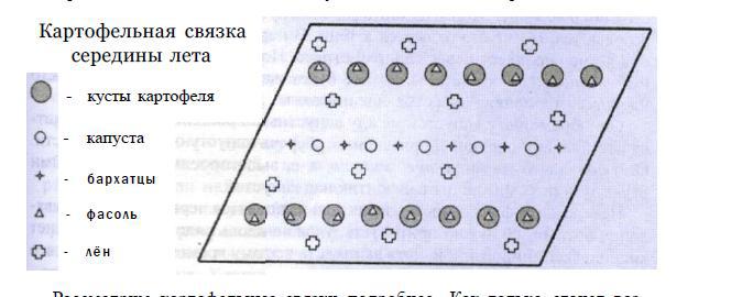 Меланжевый огород i_014.jpg