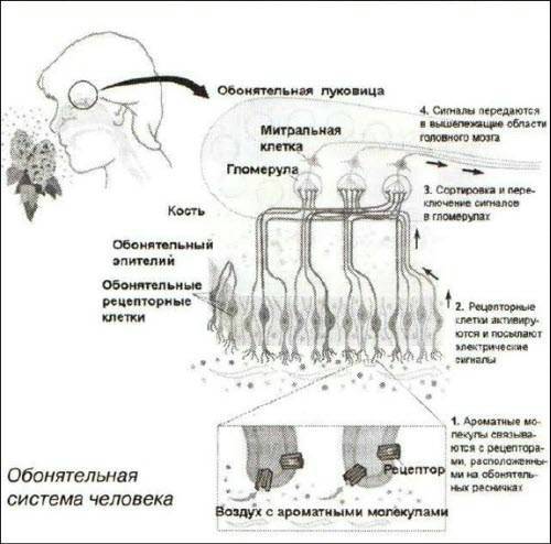 Открытия и гипотезы №1, 2012 i_015.jpg