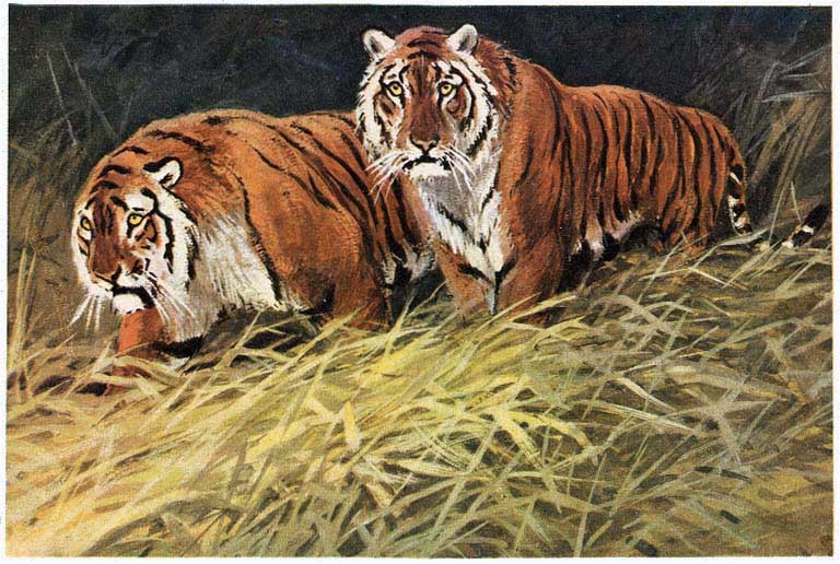 Уссурийский тигр биологический прогресс. Уссурийский тигр. Картина Тигроловы. Зоология тигра. Тигр в литературе.
