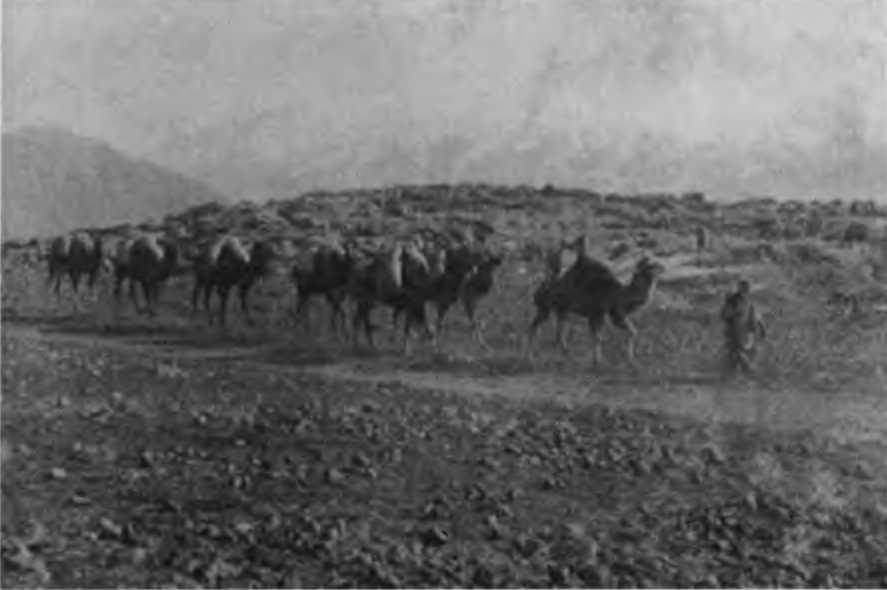 Казаки на Кавказском фронте 1914–1917 i_006.jpg