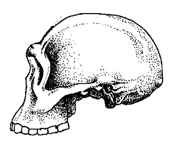 История одной случайности, или Происхождение человека i_006.png