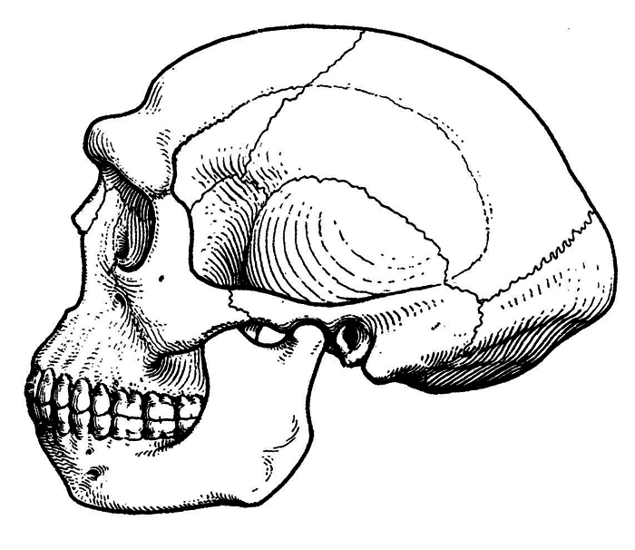 История одной случайности, или Происхождение человека i_007.png