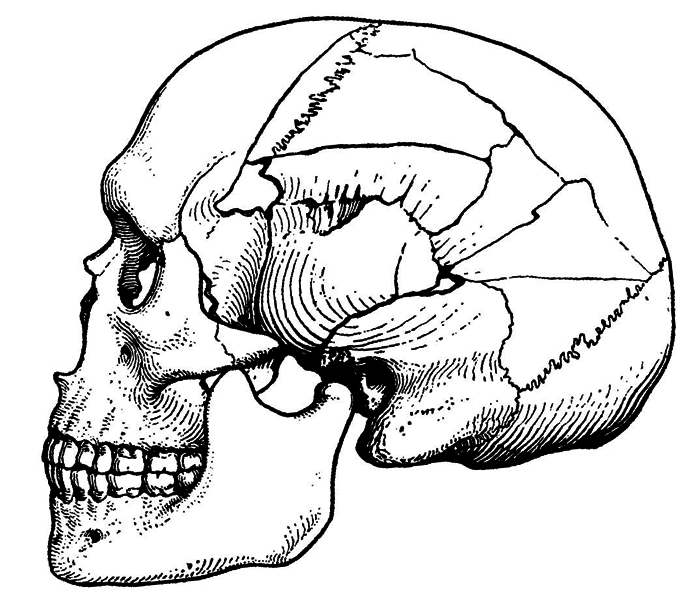 История одной случайности, или Происхождение человека i_010.png