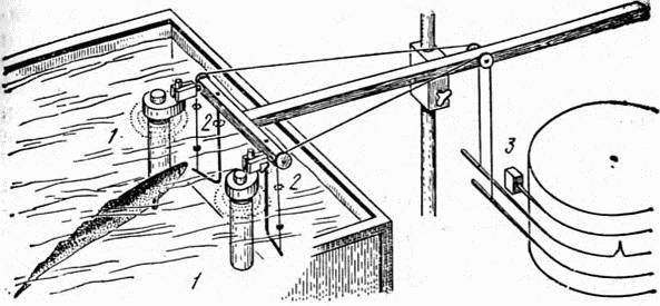 Электричество в жизни рыб i_017.jpg