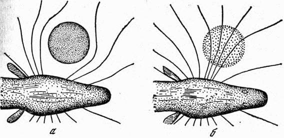 Электричество в жизни рыб i_018.jpg