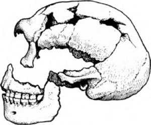 Неандертальцы: история несостоявшегося человечества img_01_04.jpg