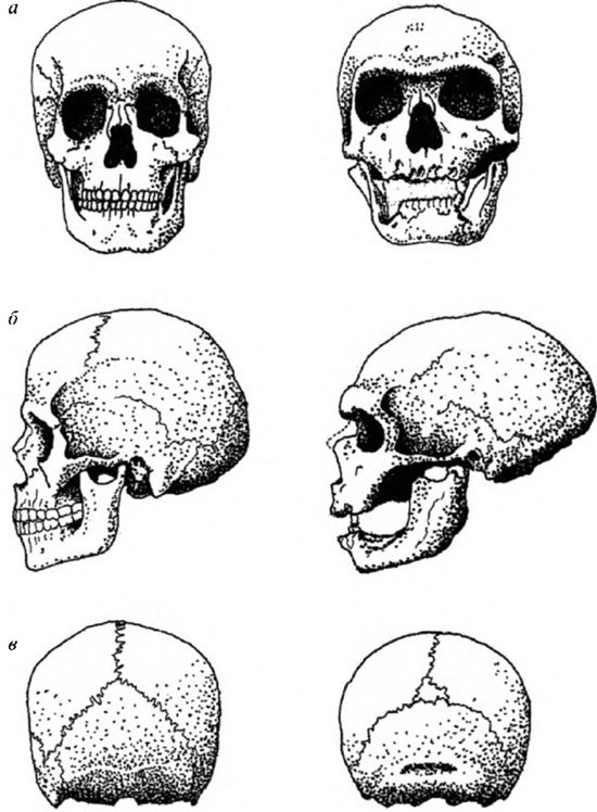 Неандертальцы: история несостоявшегося человечества img_02_12.jpg