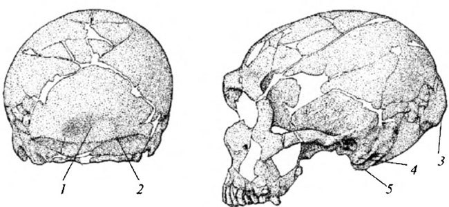 Неандертальцы: история несостоявшегося человечества img_02_17.jpg