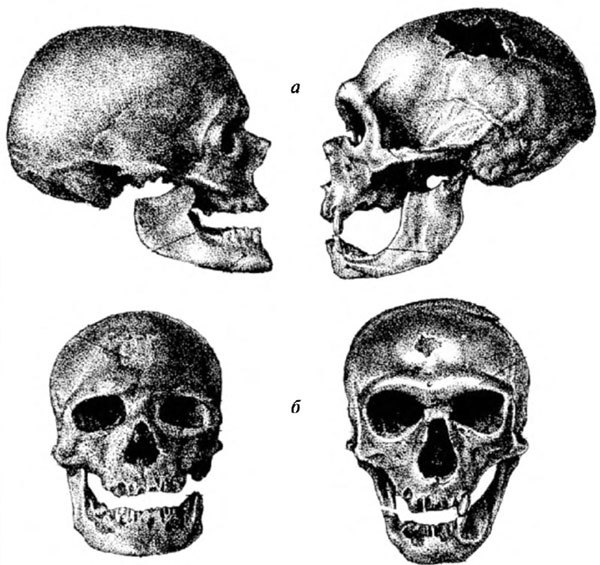 Неандертальцы: история несостоявшегося человечества img_02_19.jpg