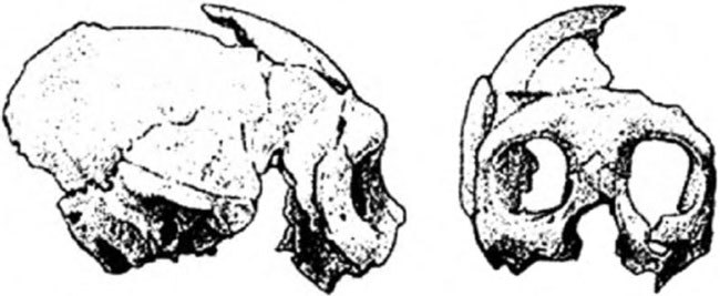 Неандертальцы: история несостоявшегося человечества img_03_12.jpg