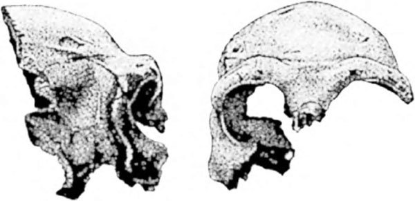 Неандертальцы: история несостоявшегося человечества img_10_05.jpg