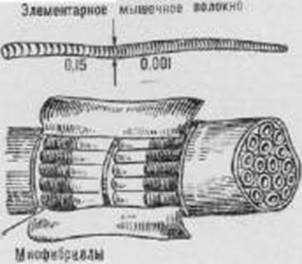 Активное долголетие (Моя система борьбы со старостью) pic_29.jpg