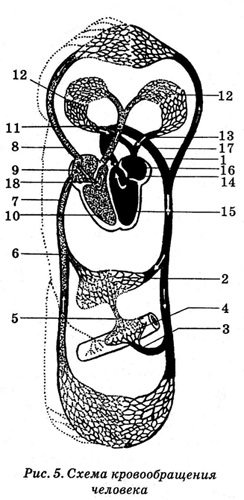 Энциклопедия Амосова. Алгоритм здоровья i_014.png