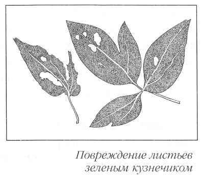 Клематисы _173aeh.jpg