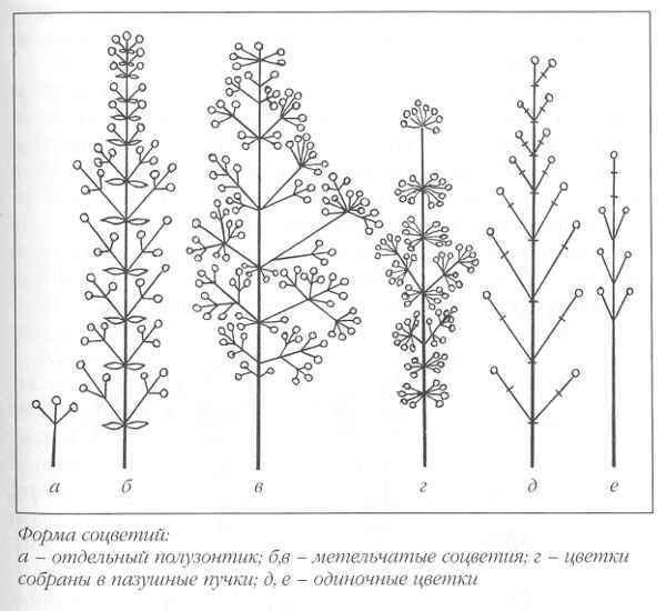 Клематисы _41eh.jpg