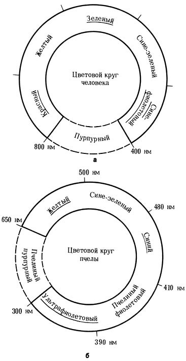 Из жизни пчёл _51.jpg