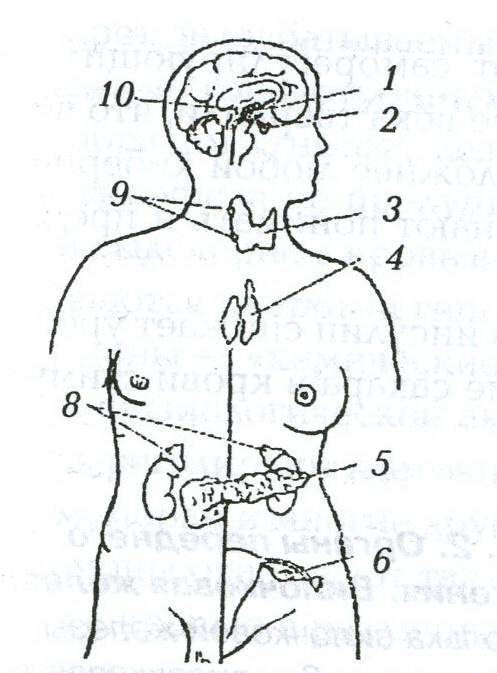 Рисунок эндокринной системы человека. Эндокринная система схема расположения желез. Схема расположения эндокринных желез человека. Месторасположение желез внутренней секреции рисунок. Схема желез внутренней секреции человека.