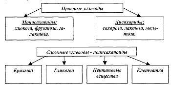 Питание мышц _02.jpg