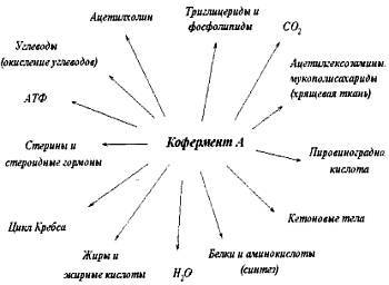 Питание мышц _04.jpg