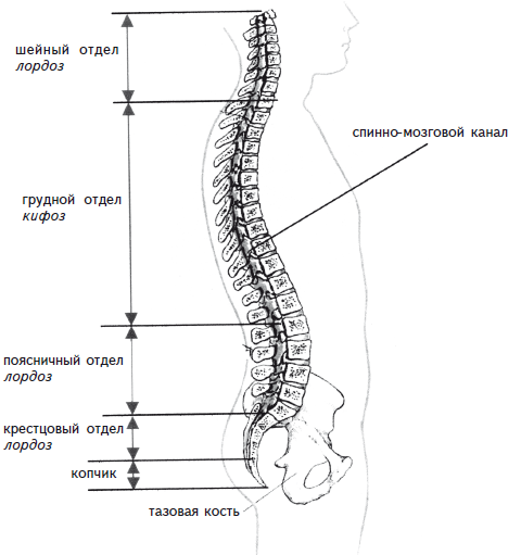 Как избавиться от боли в спине i_005.png