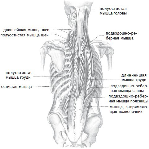 Как избавиться от боли в спине i_010.jpg