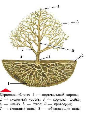 Где находятся питательные вещества у яблони. Корневая система яблони схема. Корни яблони глубина. Диаметр корней яблони. Корневое строение яблони.