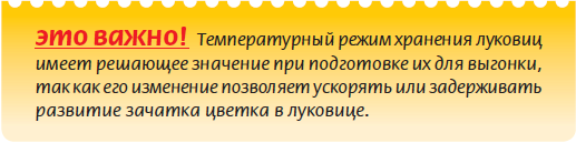 Луковичные растения _58.jpg