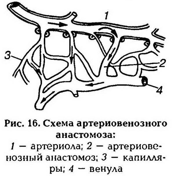 Микроциркуляторное русло схема