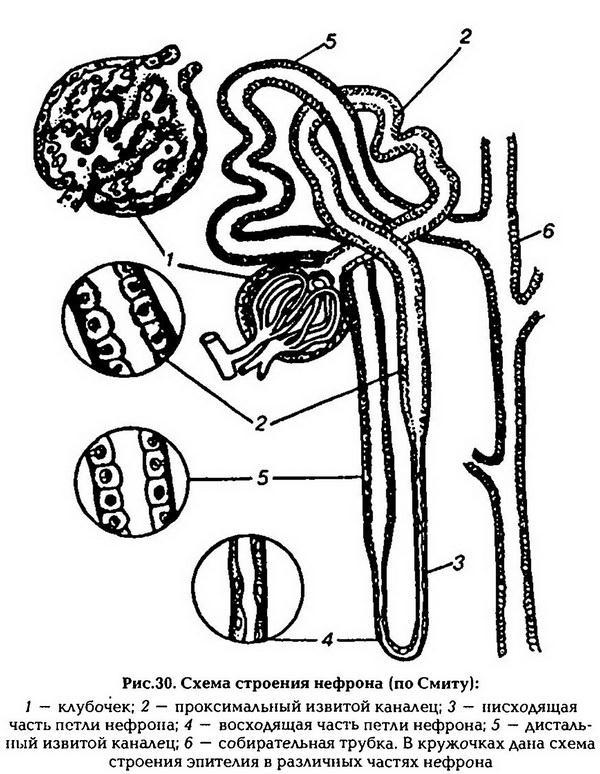 Структура нефрона. Рис 118 строение нефрона. Схема строения нефрона почки. Схема строения нефрона анатомия. Структура нефрона рисунок.