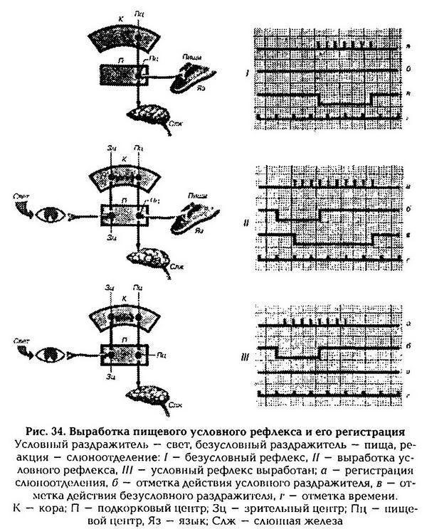 Нормальная физиология _35.jpg