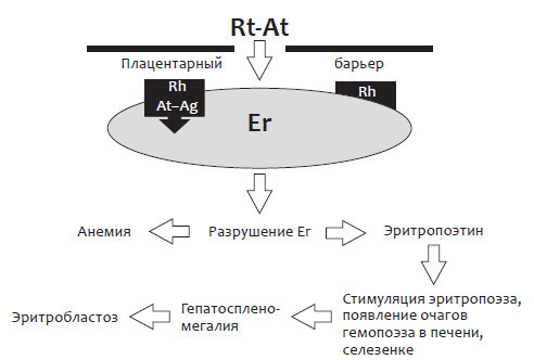 Изоиммунизация при беременности _4.jpg