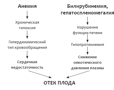 Изоиммунизация при беременности _5.jpg