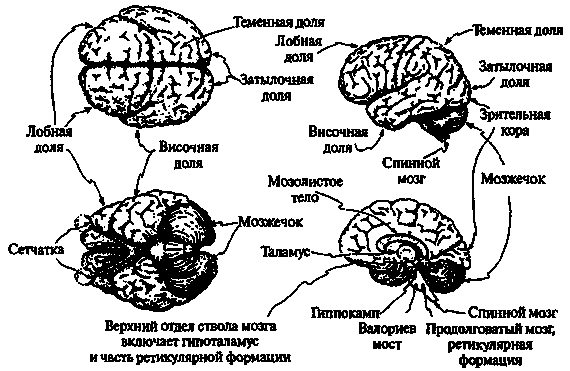 Новый ум короля: О компьютерах, мышлении и законах физики i_212.png