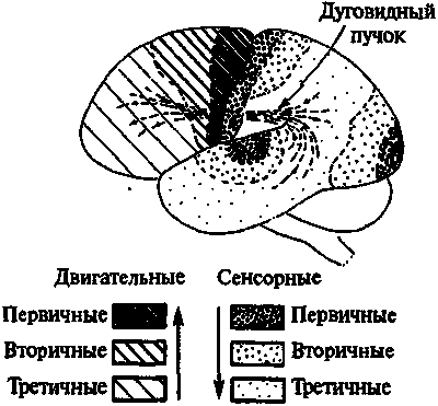 Новый ум короля: О компьютерах, мышлении и законах физики i_216.png