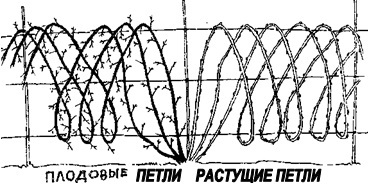 Умный сад в подробностях _81.jpg