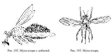 Приключения с насекомыми pic_102.jpg