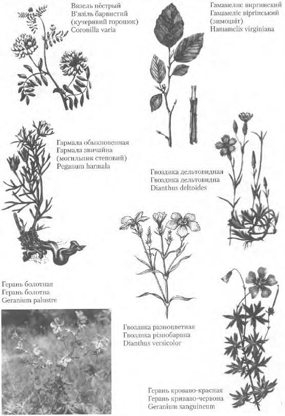 Золотые рецепты: фитотерапия от средних веков до наших дней i_047.jpg