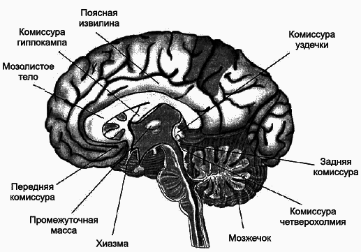 Комиссура это