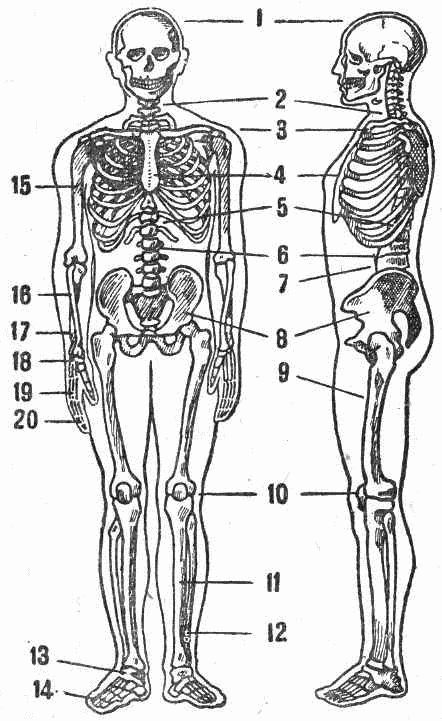 Скелет человека рисунок 8 класс биология