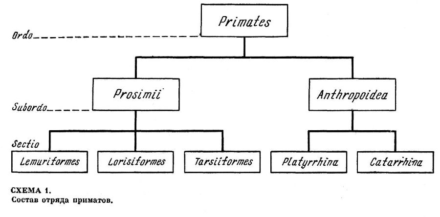 Приматы _1ScanImage012.jpg