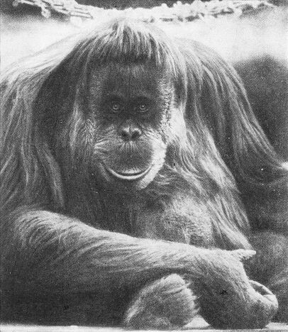 Приматы _2orangutan.jpg