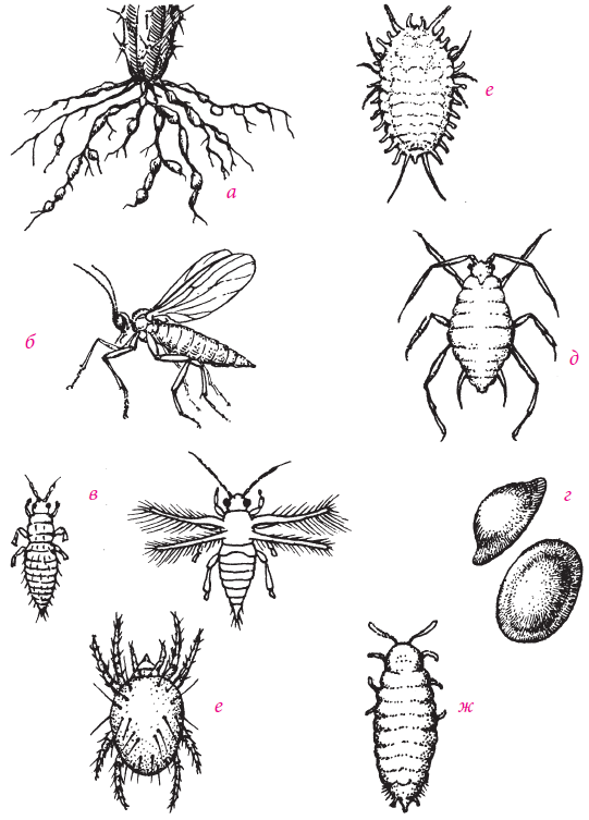 Суккуленты _36.jpg