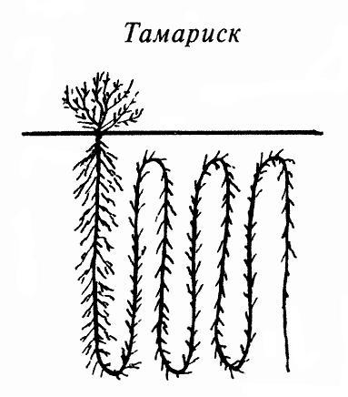 Где у растения дом _44.jpg