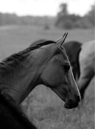 Лошадь на даче pic_13.jpg