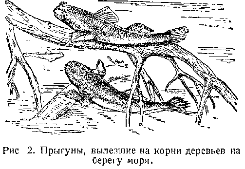 Подводный мир image_004.png