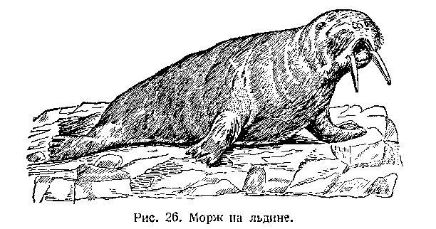 Подводный мир image_028.png