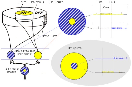 Как мы видим то, что видим img1E50.png