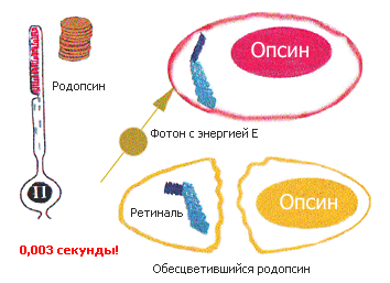 Как мы видим то, что видим img34F7.png