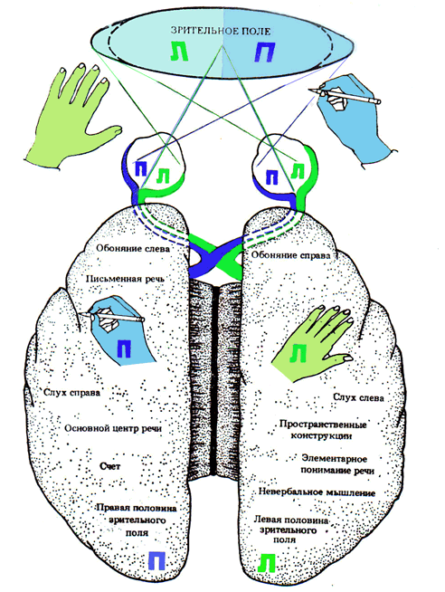 Как мы видим то, что видим img3D32.png